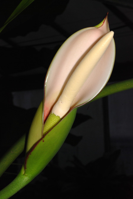 Philodendron polypodioides
