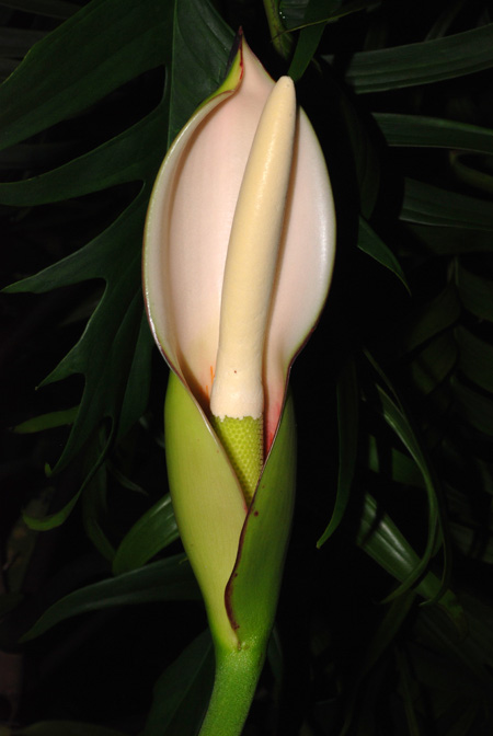 Philodendron polypodioides