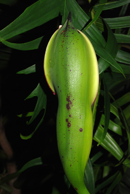 Philodendron polypodioides