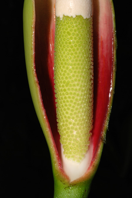 Philodendron polypodioides