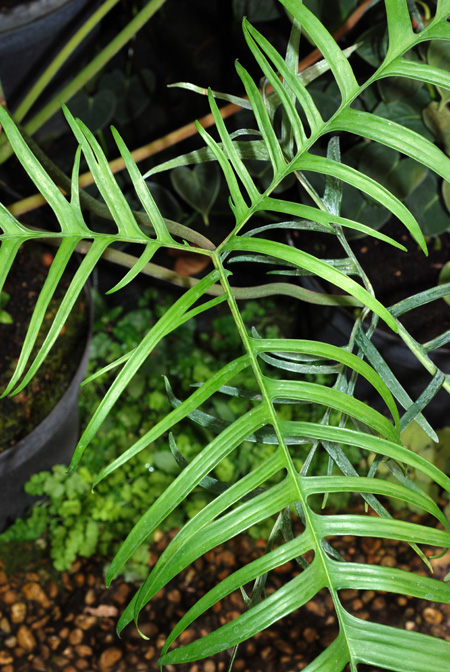 Philodendron polypodioides