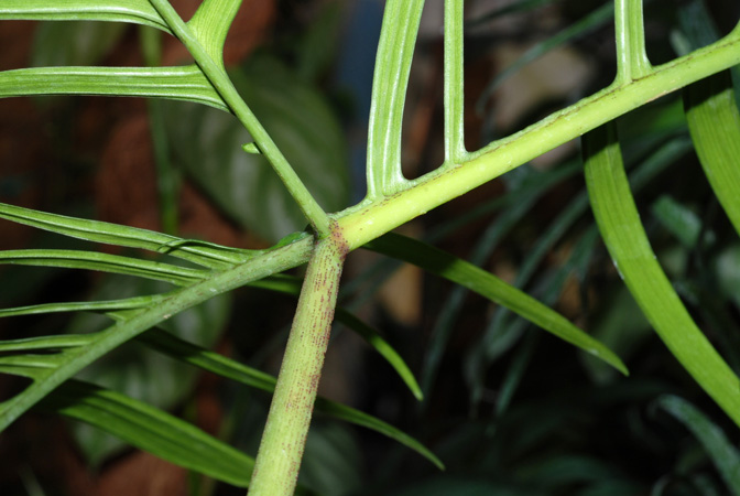 Philodendron polypodioides