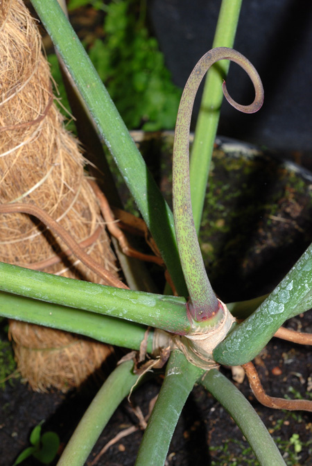 Philodendron polypodioides