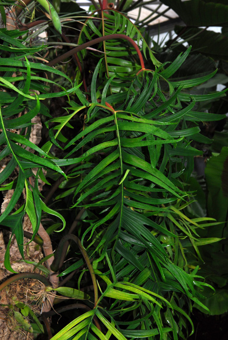 Philodendron polypodioides