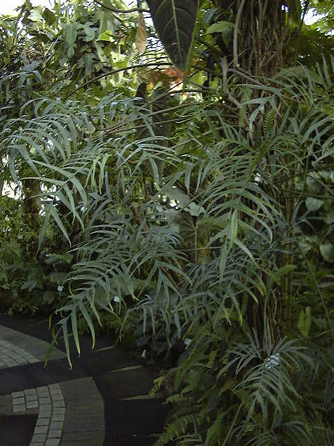 Philodendron polypodioides