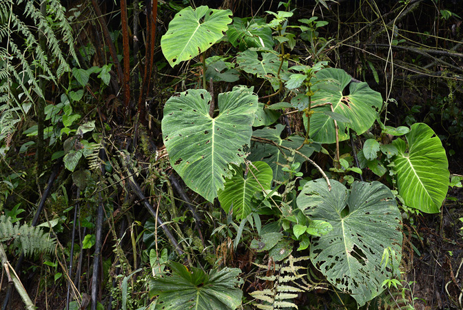 Philodendron pseudoverrucosum