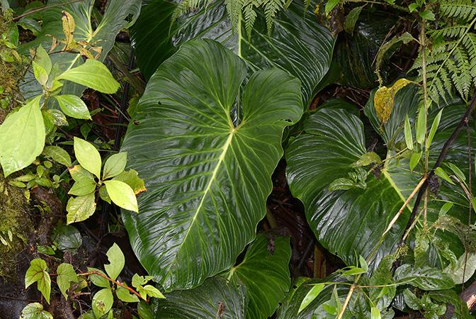 Philodendron pseudoverrucosum