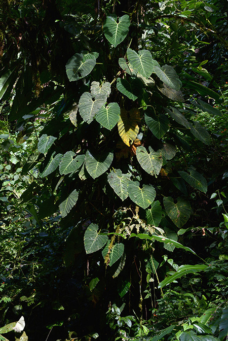 Philodendron pseudoverrucosum