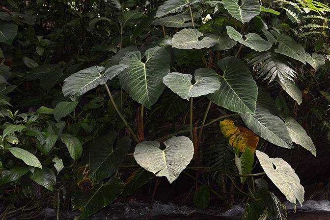 Philodendron pseudoverrucosum