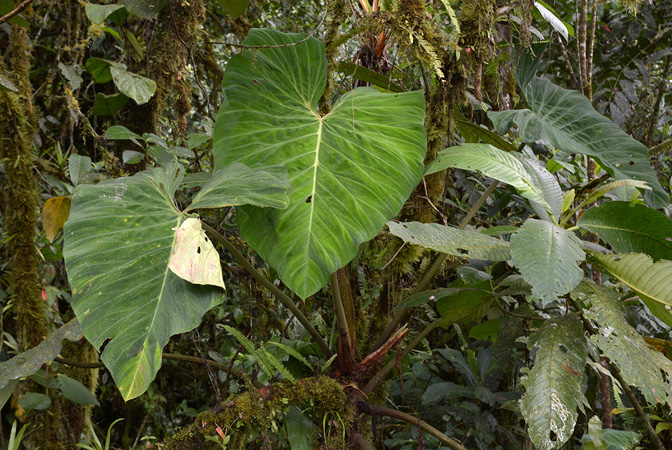 Philodendron pseudoverrucosum