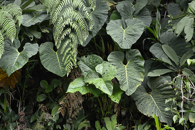 Philodendron pseudoverrucosum