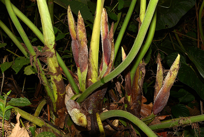 Philodendron pseudoverrucosum