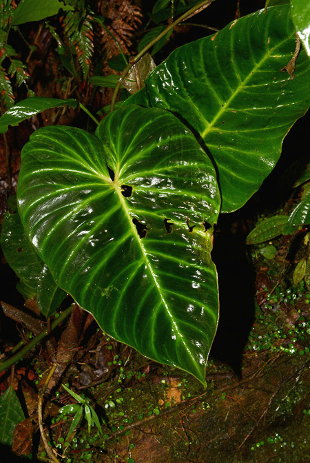 Philodendron pseudoverrucosum