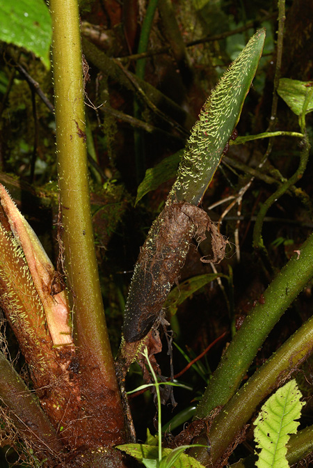 Philodendron pseudoverrucosum