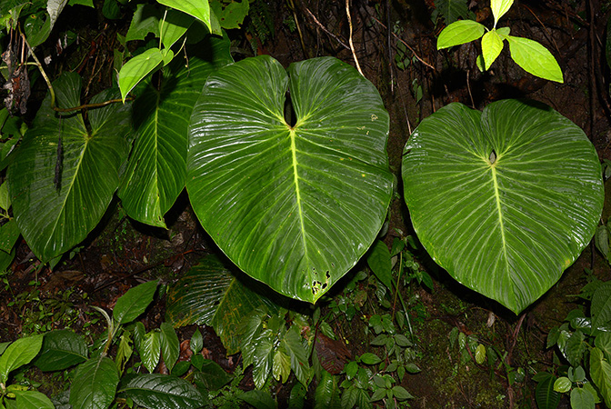 Philodendron pseudoverrucosum