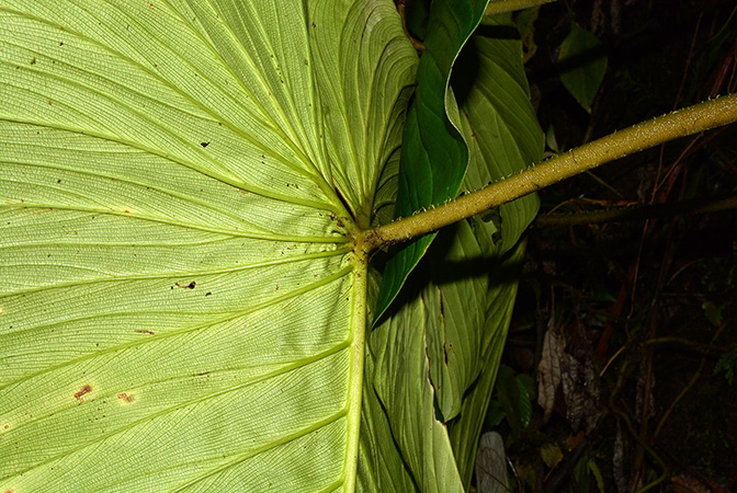 Philodendron pseudoverrucosum
