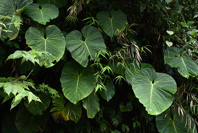 Philodendron pseudoverrucosum