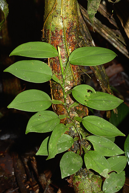 Philodendron pteropus