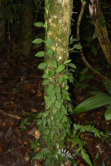 Philodendron pteropus