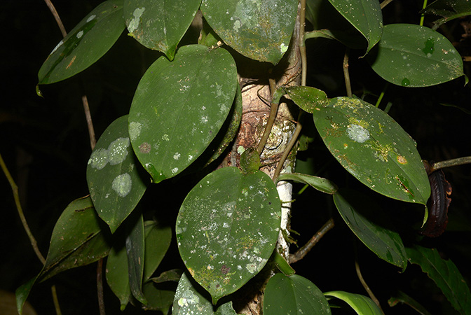 Philodendron pteropus
