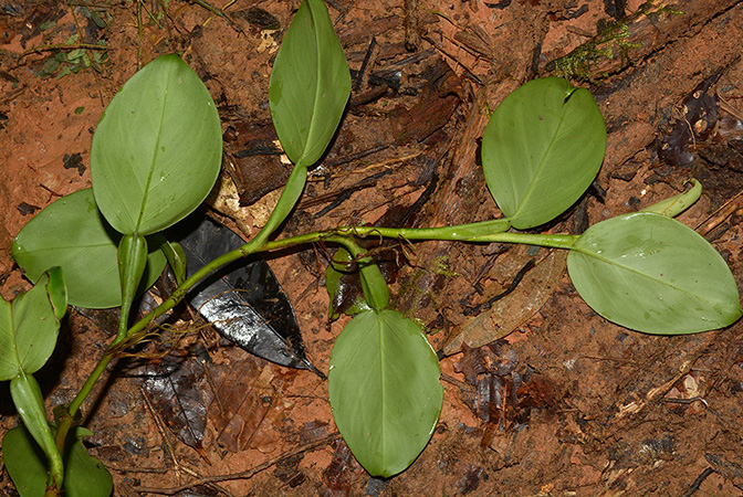 Philodendron pteropus