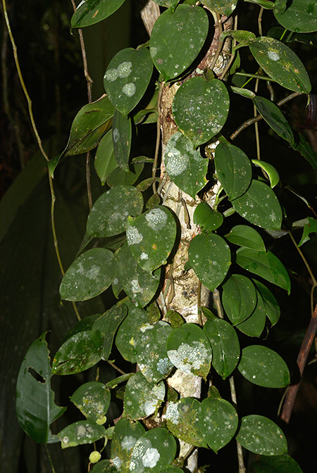 Philodendron pteropus