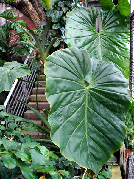Philodendron pterotum