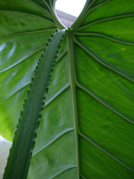 Philodendron pterotum