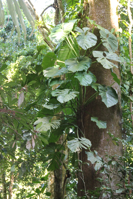 Philodendron pterotum