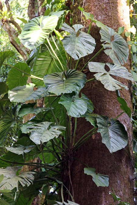 Philodendron pterotum