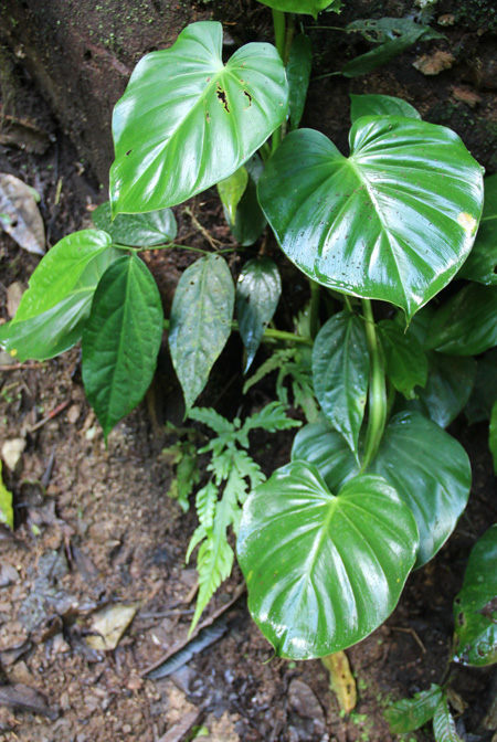 Philodendron pterotum