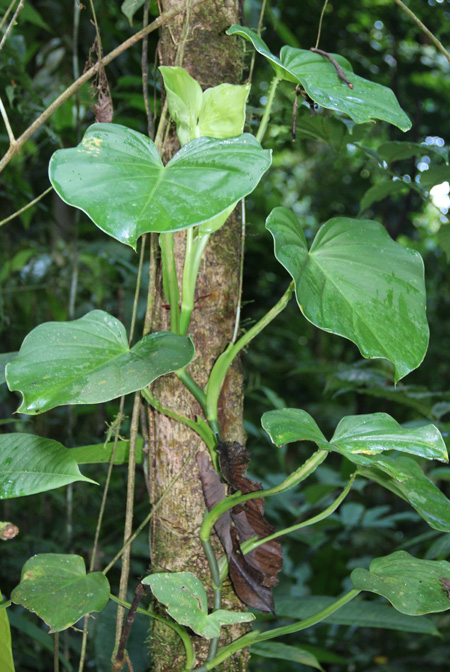 Philodendron pterotum