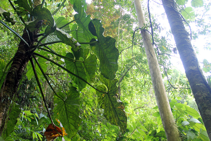 Philodendron pterotum