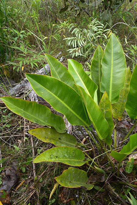 Philodendron pulchrum