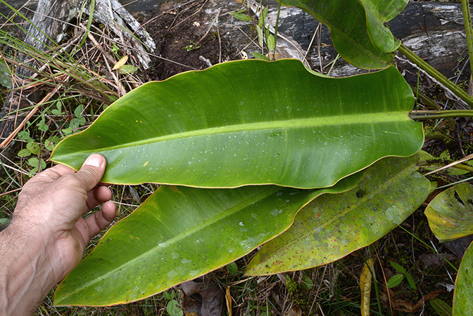 Philodendron pulchrum