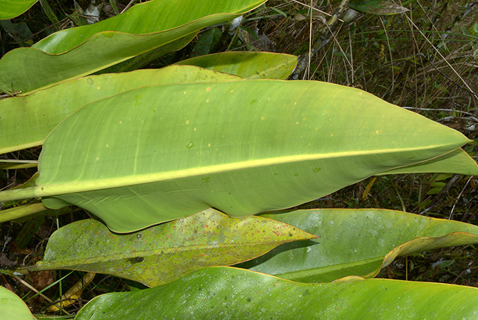 Philodendron pulchrum