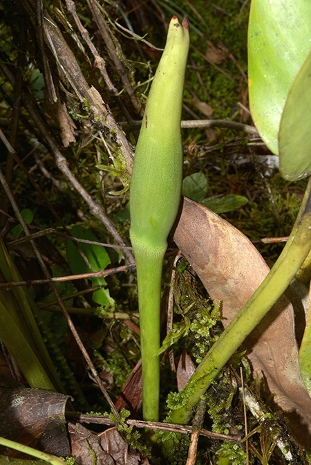 Philodendron pulchrum