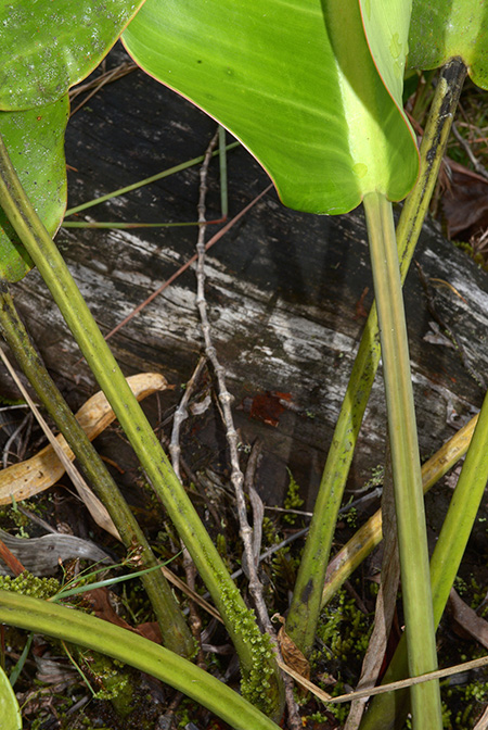 Philodendron pulchrum