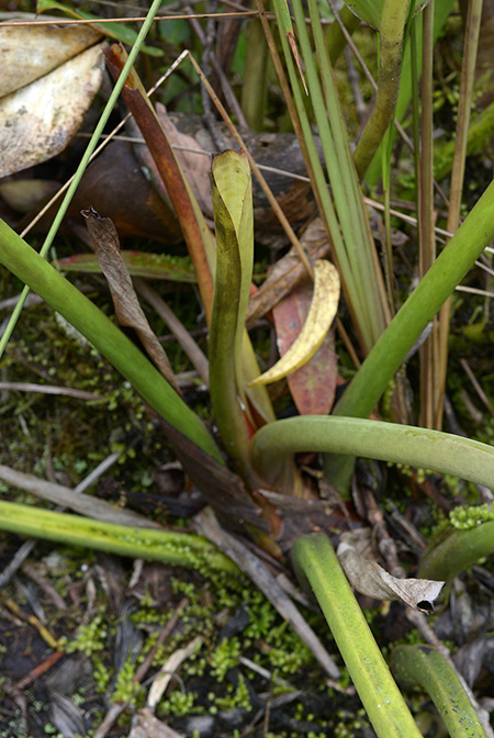 Philodendron pulchrum