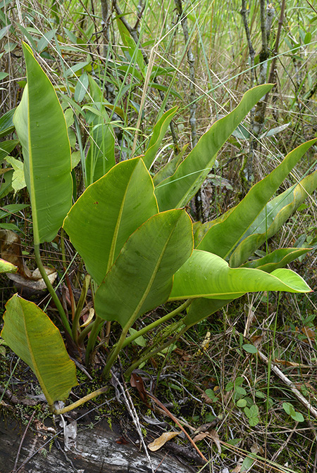 Philodendron pulchrum