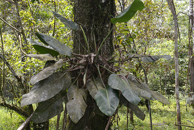 Philodendron pulchrum