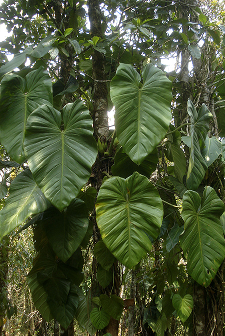 Philodendron purulhense