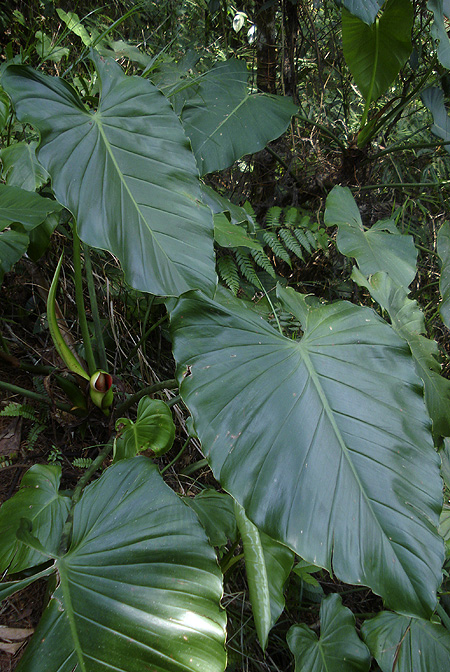 Philodendron purulhense