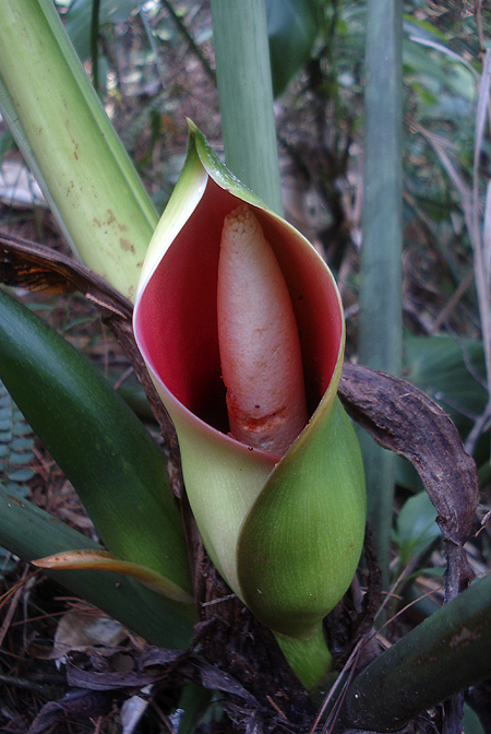 Philodendron purulhense