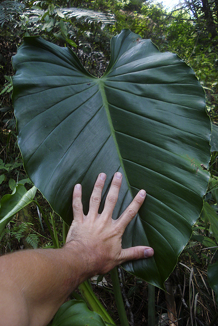 Philodendron purulhense