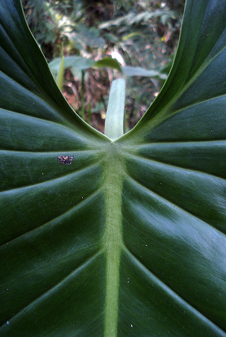 Philodendron purulhense