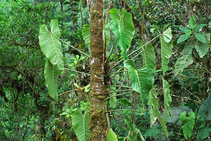 Philodendron quelalii