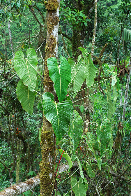 Philodendron quelalii