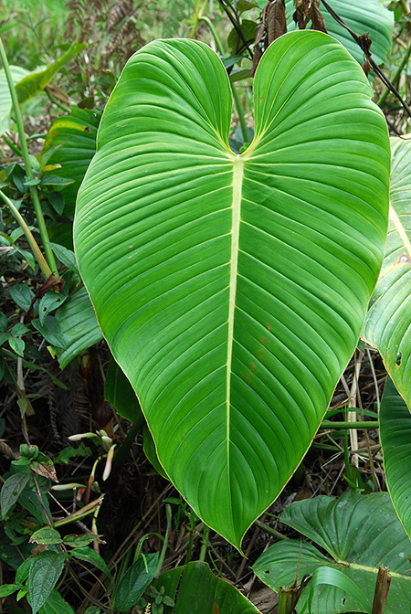 Philodendron quelalii
