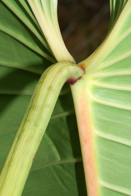 Philodendron quelalii